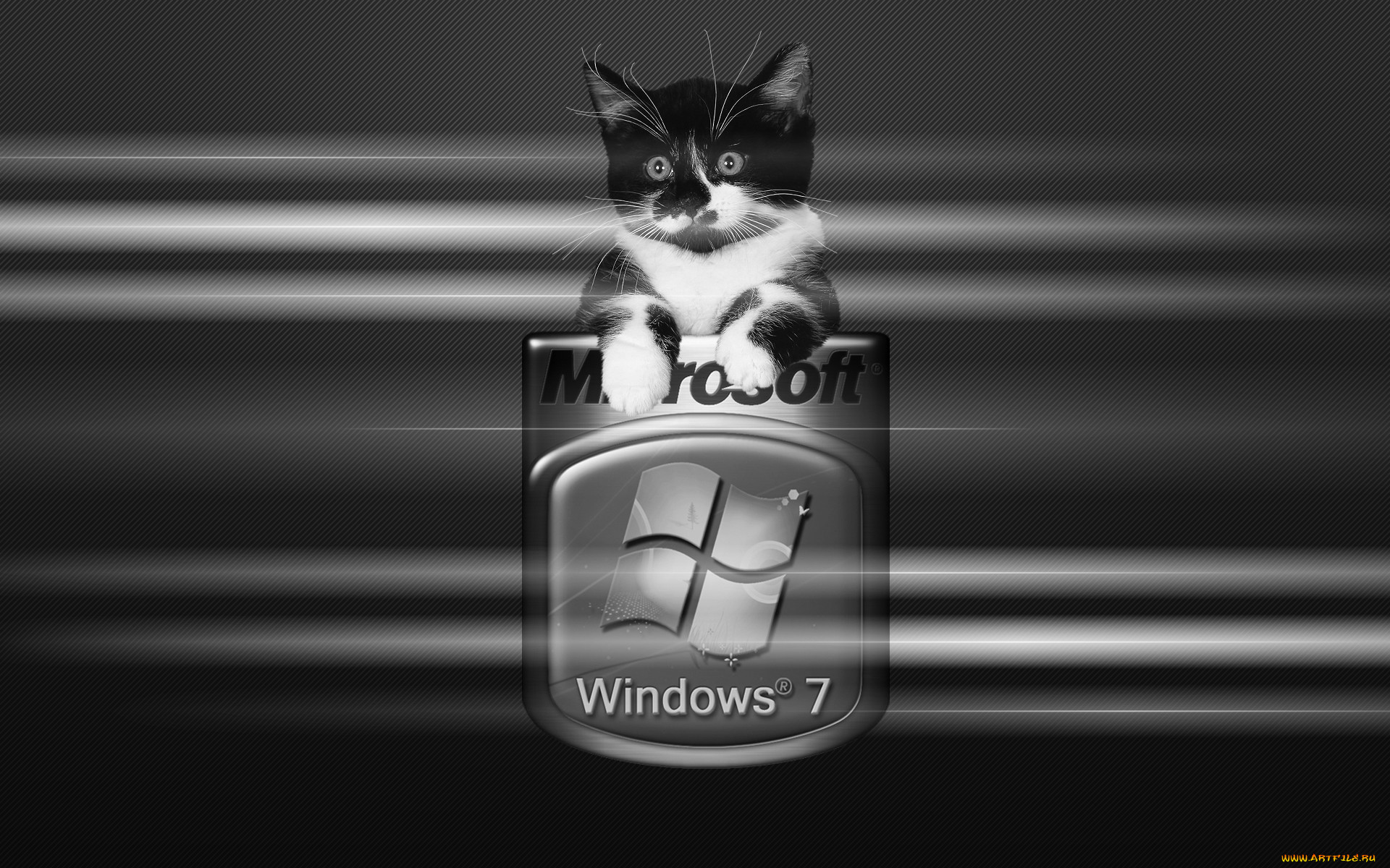 , windows, vienna, , , 
